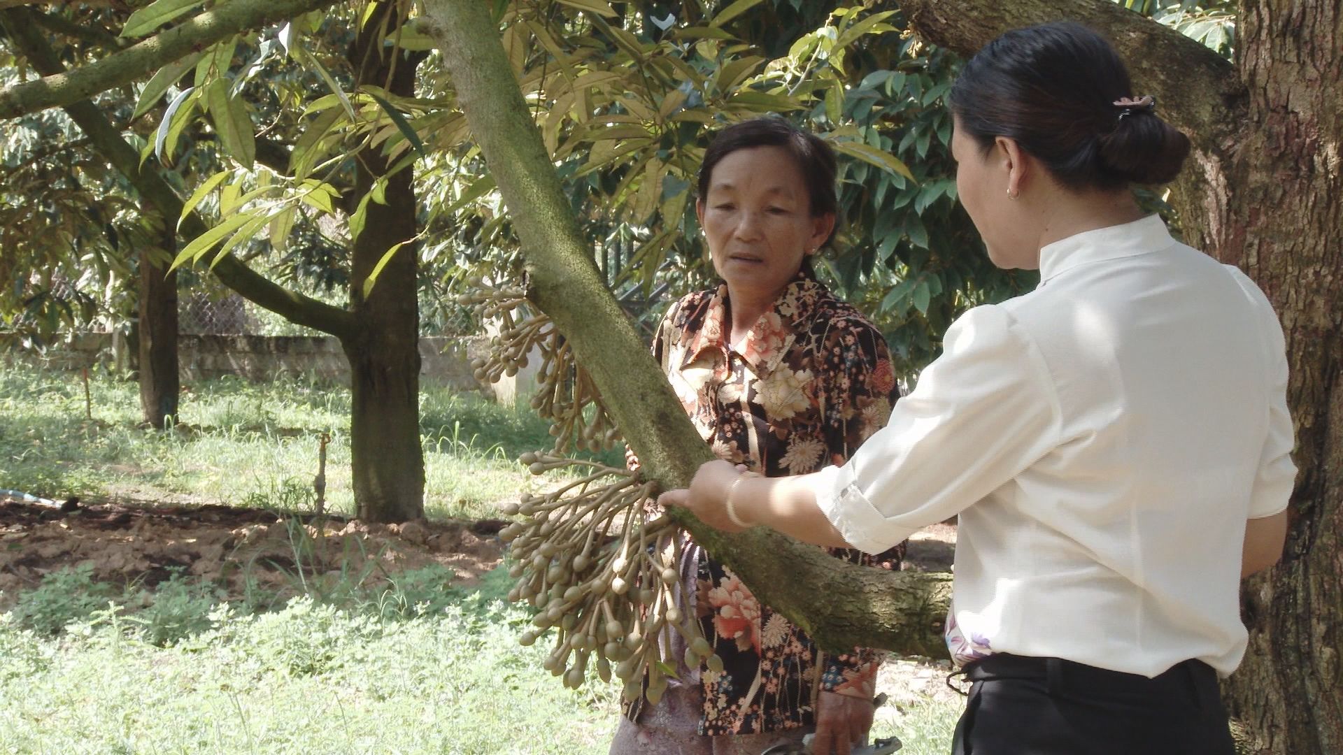Cây sầu riêng là 1 loại cây trồng chủ lực giúp người dân xã Phú An phát triển kinh tế00000000.jpg