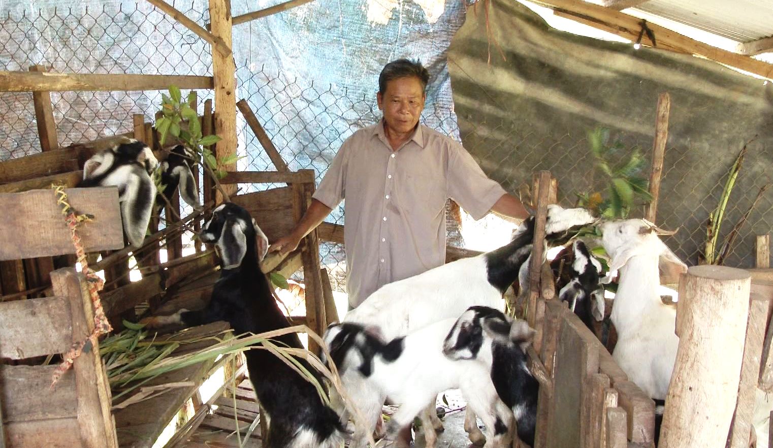 Mô hình nuôi dê tại xã Phú Xuân là 1 trong những mô hình giảm nghèo hiệu quả.jpg