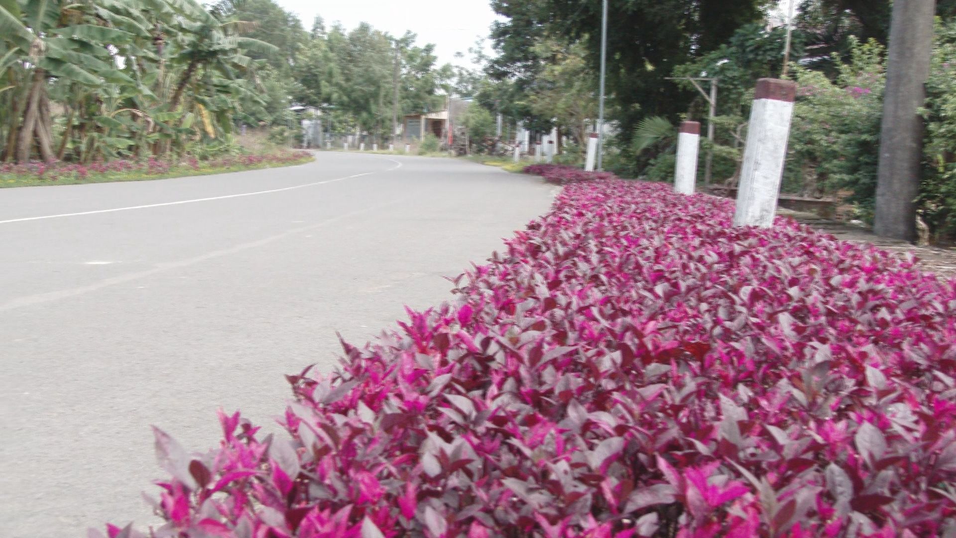 Tuyến đường 600B đầy hoa lá nhờ người dân Phú An ra sức trồng và chăm sóc00000000.jpg